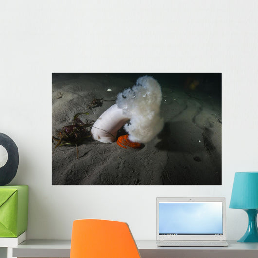 Giant Plumose Anemone Puget Wall Decal