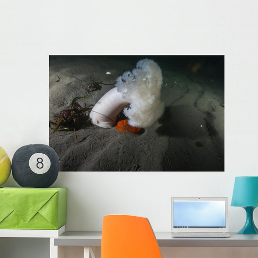 Giant Plumose Anemone Puget Wall Decal