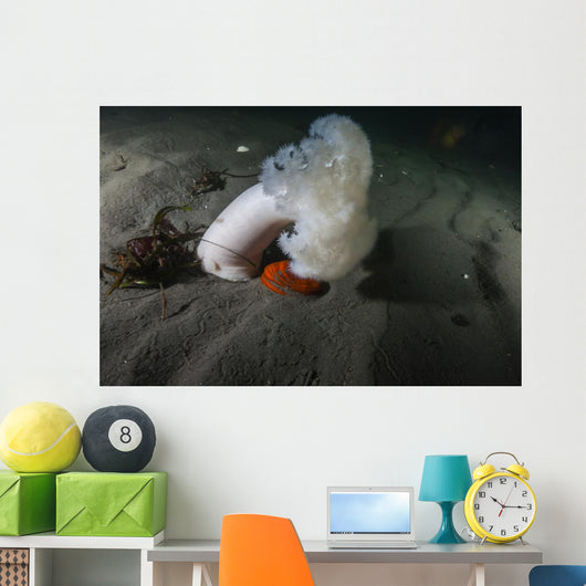 Giant Plumose Anemone Puget Wall Decal