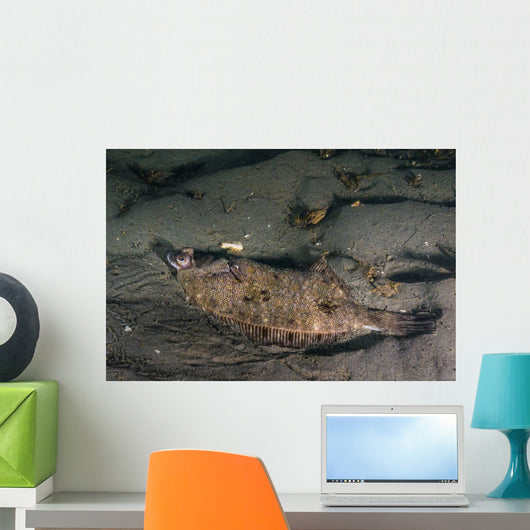 Speckled Sanddab Flounder Puget Wall Decal
