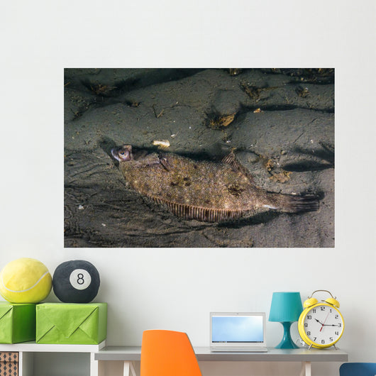 Speckled Sanddab Flounder Puget Wall Decal