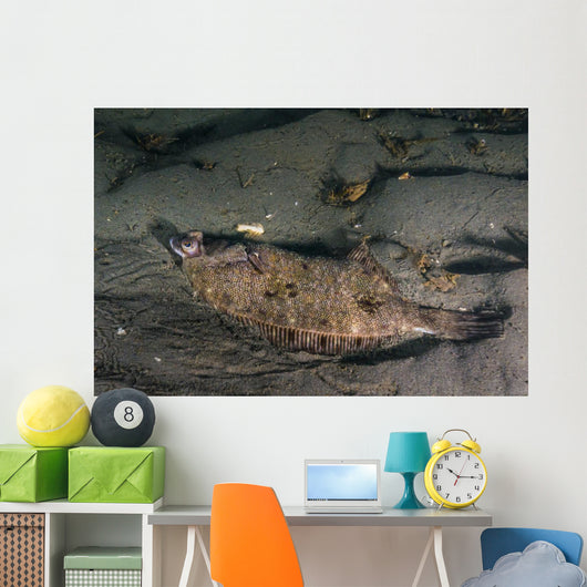 Speckled Sanddab Flounder Puget Wall Decal