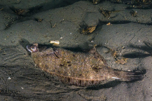 Speckled Sanddab Flounder Puget Wall Decal