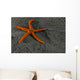 Pacific Blood Star Wall Decal