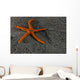 Pacific Blood Star Wall Decal