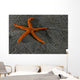 Pacific Blood Star Wall Decal