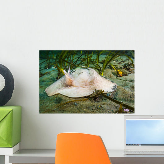 Lewis's Moon Snail Carrying Wall Decal