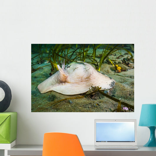 Lewis's Moon Snail Carrying Wall Decal