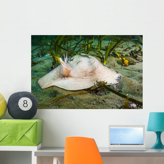 Lewis's Moon Snail Carrying Wall Decal