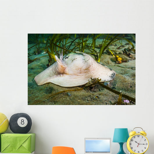 Lewis's Moon Snail Carrying Wall Decal
