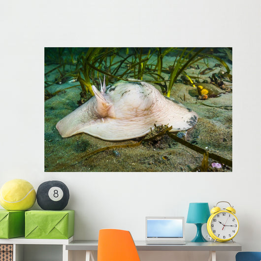 Lewis's Moon Snail Carrying Wall Decal