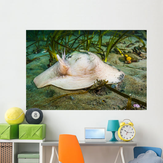 Lewis's Moon Snail Carrying Wall Decal