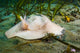 Lewis's Moon Snail Carrying Wall Decal