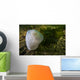 Giant Plumose Anemone Puget Close-up Wall Decal