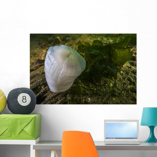 Giant Plumose Anemone Puget Close-up Wall Decal