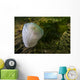 Giant Plumose Anemone Puget Close-up Wall Decal