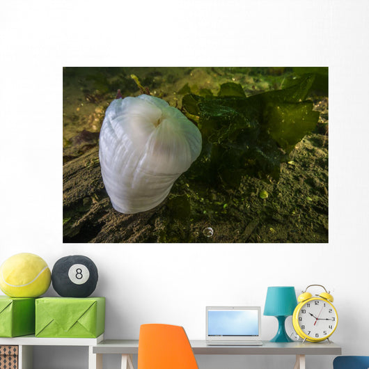 Giant Plumose Anemone Puget Close-up Wall Decal