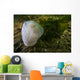 Giant Plumose Anemone Puget Close-up Wall Decal