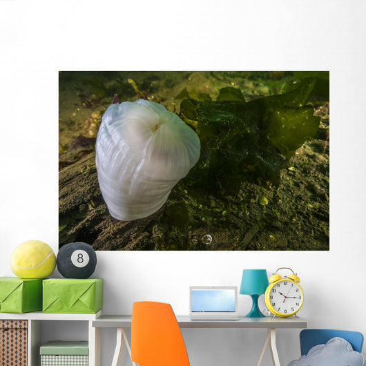 Giant Plumose Anemone Puget Close-up Wall Decal