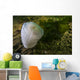 Giant Plumose Anemone Puget Close-up Wall Decal