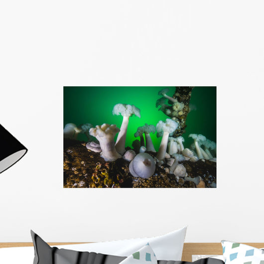 These Plumose Anemone Rise Wall Decal