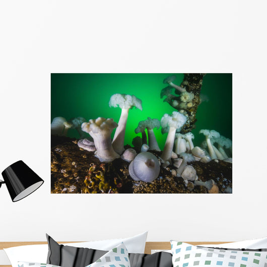 These Plumose Anemone Rise Wall Decal