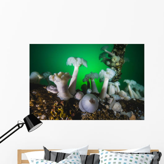 These Plumose Anemone Rise Wall Decal