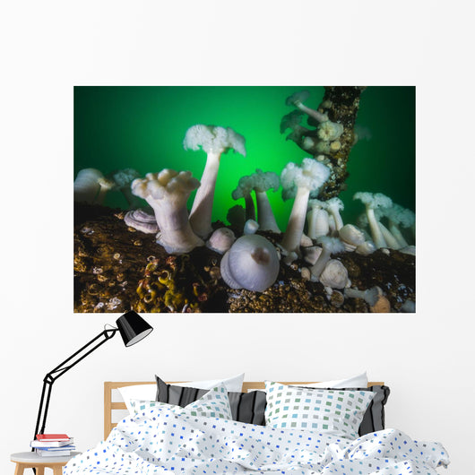 These Plumose Anemone Rise Wall Decal