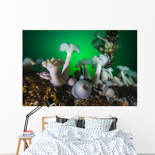 These Plumose Anemone Rise Wall Decal