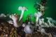 These Plumose Anemone Rise Wall Decal