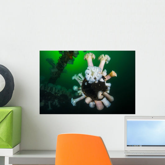Giant Plumose Anemones Wreck Wall Decal
