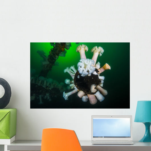 Giant Plumose Anemones Wreck Wall Decal