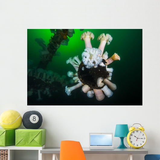 Giant Plumose Anemones Wreck Wall Decal