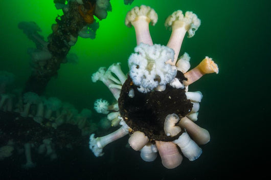 Giant Plumose Anemones Wreck Wall Decal