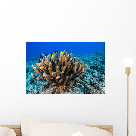Antler Coral Grows Volcanic Wall Decal