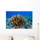Antler Coral Grows Volcanic Wall Decal