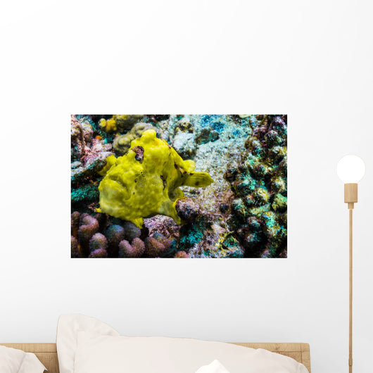 Giant Frogfish Kona Hawaii Wall Decal