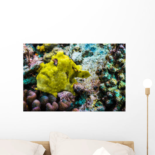 Giant Frogfish Kona Hawaii Wall Decal