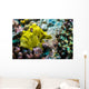 Giant Frogfish Kona Hawaii Wall Decal
