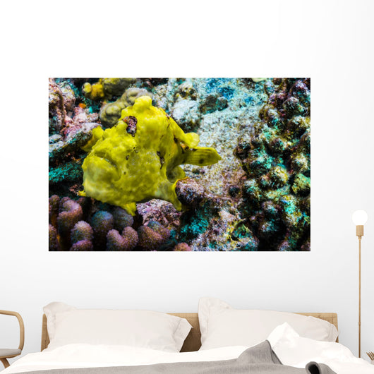 Giant Frogfish Kona Hawaii Wall Decal