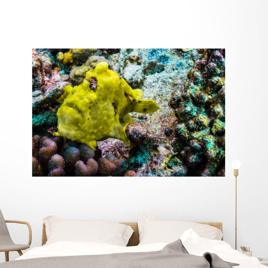 Giant Frogfish Kona Hawaii Wall Decal