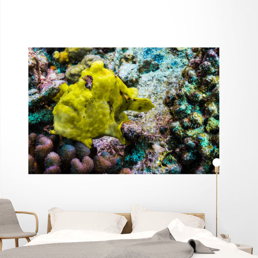 Giant Frogfish Kona Hawaii Wall Decal