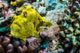Giant Frogfish Kona Hawaii Wall Decal