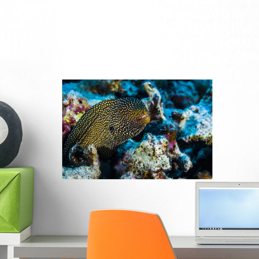 Whitemouth Moray Eels Kona Wall Decal