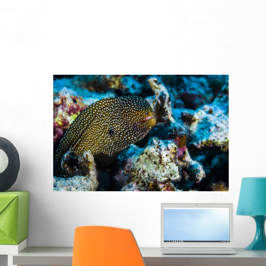 Whitemouth Moray Eels Kona Wall Decal