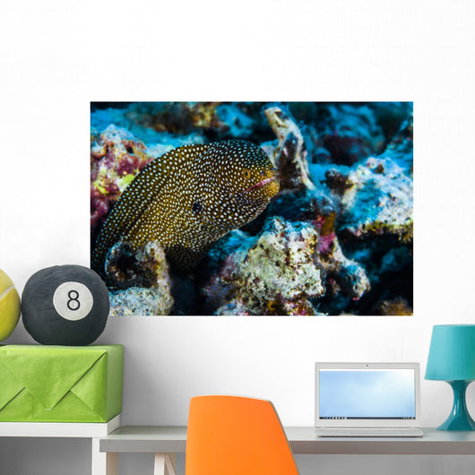 Whitemouth Moray Eels Kona Wall Decal