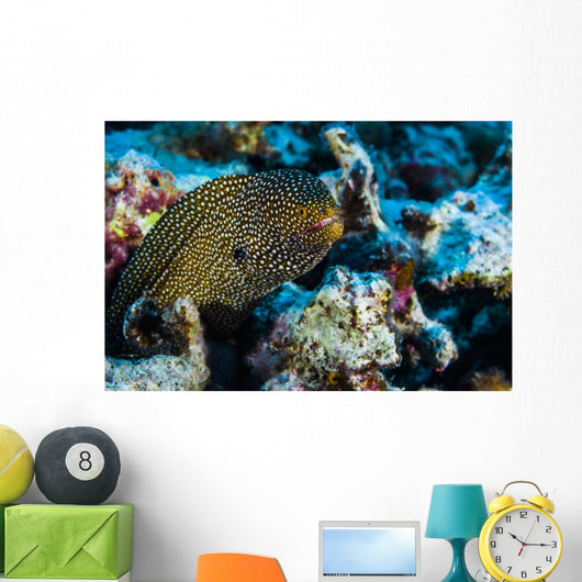 Whitemouth Moray Eels Kona Wall Decal