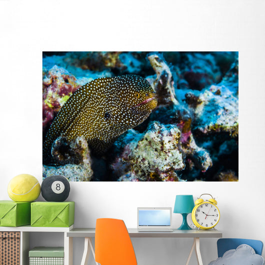 Whitemouth Moray Eels Kona Wall Decal