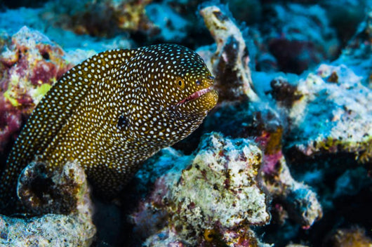 Whitemouth Moray Eels Kona Wall Decal