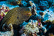 Whitemouth Moray Eels Kona Wall Decal